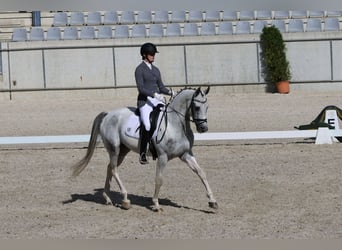 Anglo árabe, Caballo castrado, 7 años, 164 cm, Pío