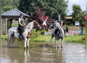 Anglo árabe, Caballo castrado, 7 años, 164 cm, Pío