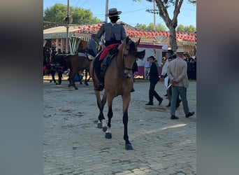 Anglo árabe, Caballo castrado, 7 años, 166 cm, Bayo