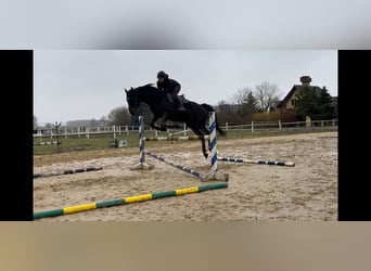 Anglo árabe, Caballo castrado, 7 años, 169 cm, Negro