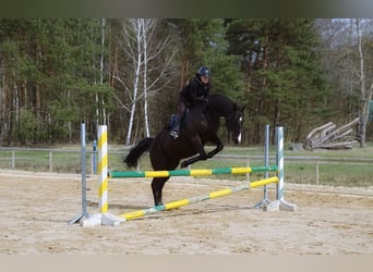 Anglo árabe, Caballo castrado, 7 años, 169 cm, Negro