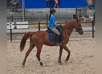 Anglo árabe, Caballo castrado, 7 años, Castaño claro