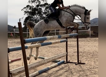 Anglo árabe, Caballo castrado, 7 años, Tordo