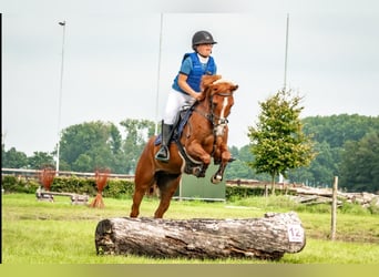 Anglo árabe, Caballo castrado, 8 años, 143 cm, Alazán