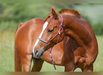 Anglo árabe Mestizo, Caballo castrado, 8 años, 152 cm, Alazán