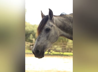 Anglo árabe Mestizo, Caballo castrado, 8 años, 153 cm, Tordo rodado