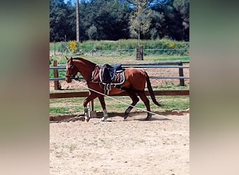 Anglo árabe, Caballo castrado, 8 años, 154 cm, Alazán