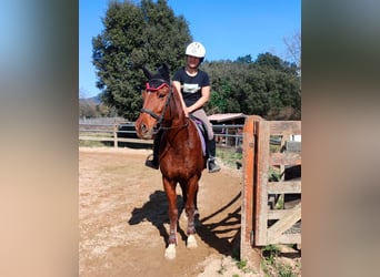 Anglo árabe, Caballo castrado, 8 años, 154 cm, Alazán