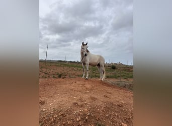 Anglo árabe Mestizo, Caballo castrado, 8 años, 158 cm, Tordo