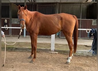 Anglo árabe, Caballo castrado, 8 años, 160 cm, Alazán