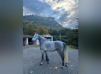 Anglo árabe, Caballo castrado, 8 años, 163 cm, Tordo
