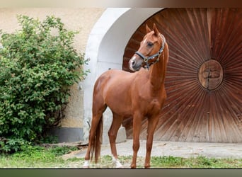 Anglo árabe, Caballo castrado, 8 años, 165 cm, Alazán