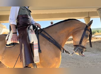 Anglo árabe, Caballo castrado, 8 años, 166 cm, Bayo