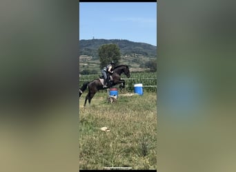Anglo árabe, Caballo castrado, 8 años, 168 cm, Morcillo
