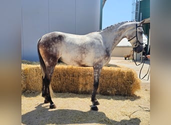 Anglo árabe Mestizo, Caballo castrado, 8 años, 169 cm, Tordo