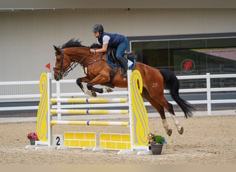 Anglo árabe, Caballo castrado, 8 años, 172 cm, Castaño oscuro