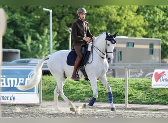 Anglo árabe, Caballo castrado, 8 años, Tordo picazo