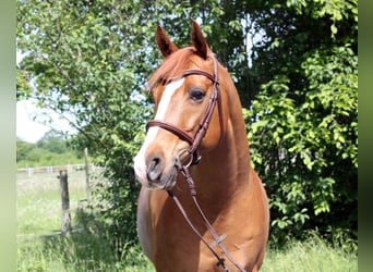 Anglo árabe, Caballo castrado, 9 años, 160 cm, Alazán