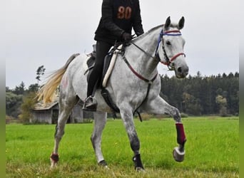 Anglo árabe, Caballo castrado, 9 años, 165 cm, Tordo