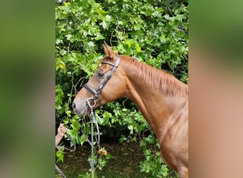 Anglo árabe, Caballo castrado, 9 años, 168 cm, Alazán-tostado