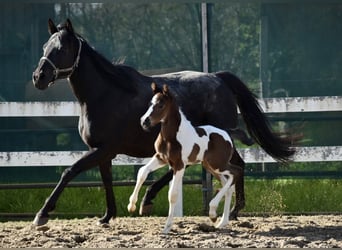 Anglo arabe, Étalon, 2 Ans, 167 cm, Pinto