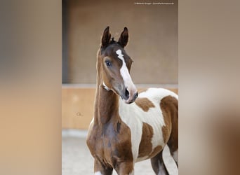 Anglo arabe, Étalon, 2 Ans, 167 cm, Pinto