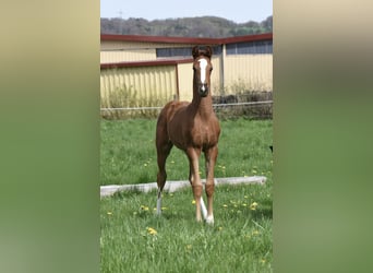 Anglo arabe, Étalon, 2 Ans, 169 cm, Alezan