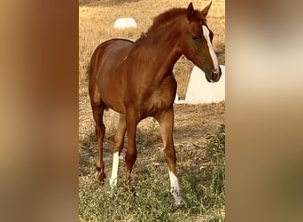 Anglo arabe, Étalon, 2 Ans, Alezan
