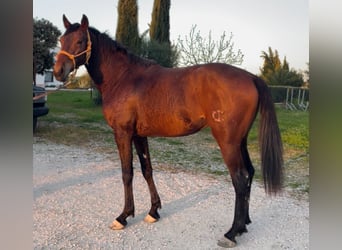 Anglo arabe, Étalon, 4 Ans, 163 cm, Bai