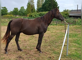 Anglo arabe, Étalon, 5 Ans, 153 cm, Noir