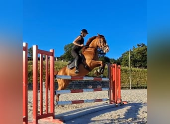 Anglo arabe Croisé, Hongre, 10 Ans, 155 cm, Alezan