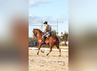 Anglo arabe, Hongre, 10 Ans, 164 cm, Bai