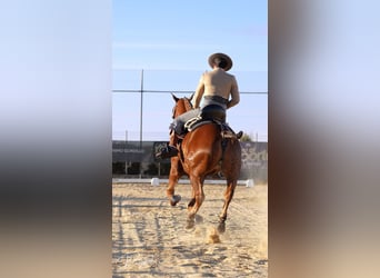 Anglo arabe, Hongre, 10 Ans, 164 cm, Bai