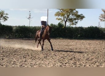 Anglo arabe, Hongre, 11 Ans, 170 cm, Alezan