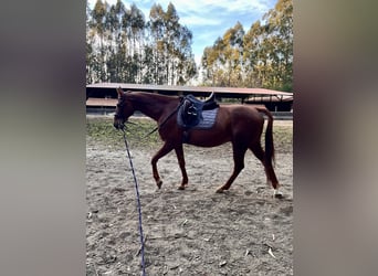 Anglo arabe, Hongre, 11 Ans, 170 cm, Alezan