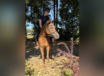 Anglo arabe, Hongre, 13 Ans, 153 cm, Alezan
