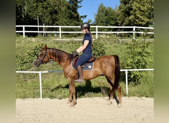 Anglo arabe, Hongre, 13 Ans, 153 cm, Alezan