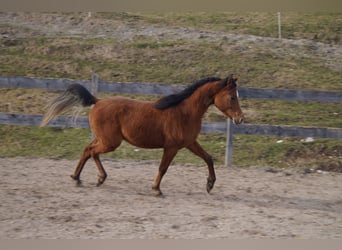 Anglo arabe, Hongre, 2 Ans, 158 cm, Bai