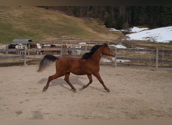 Anglo arabe, Hongre, 2 Ans, 158 cm, Bai