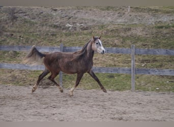 Anglo arabe, Hongre, 2 Ans, 158 cm