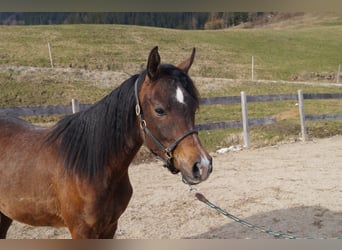 Anglo arabe, Hongre, 2 Ans, 158 cm, Rouan bleu