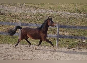 Anglo arabe, Hongre, 2 Ans, 158 cm, Rouan bleu