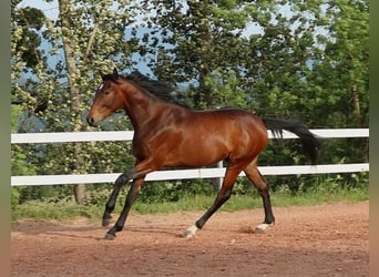 Anglo arabe, Hongre, 2 Ans, 160 cm, Bai brun