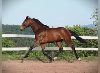 Anglo arabe, Hongre, 2 Ans, 160 cm, Bai brun