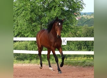Anglo arabe, Hongre, 2 Ans, 160 cm, Bai brun