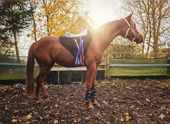 Anglo arabe, Hongre, 3 Ans, 158 cm, Alezan