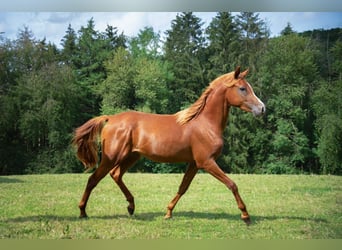Anglo arabe, Hongre, 3 Ans, 158 cm, Alezan