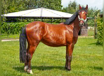 Anglo arabe, Hongre, 3 Ans, 158 cm, Bai cerise