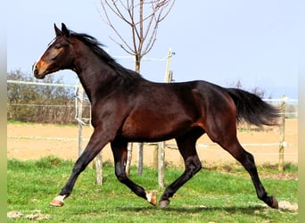 Anglo arabe, Hongre, 3 Ans, 160 cm, Bai brun foncé
