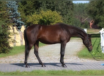 Anglo arabe, Hongre, 3 Ans, 166 cm, Bai brun